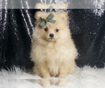 Small #2 Pomeranian