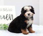 Small #1 Bernedoodle (Miniature)