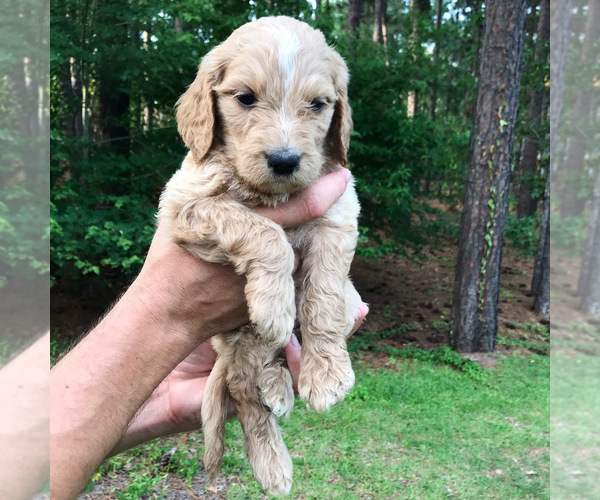 Medium Photo #1 Goldendoodle Puppy For Sale in PINEHURST, NC, USA
