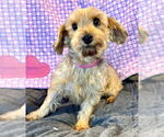 Small #2 Mutt