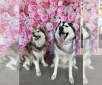 Small #2 Alaskan Malamute