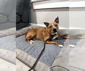 Blondie - Female Mutt Dog for Adoption - Photo #4