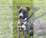 Small #1 American Pit Bull Terrier