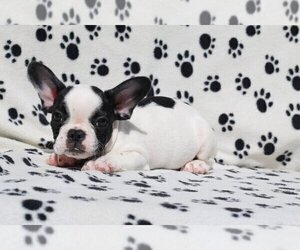 French Bulldog Puppy for sale in WINCHESTER, MA, USA