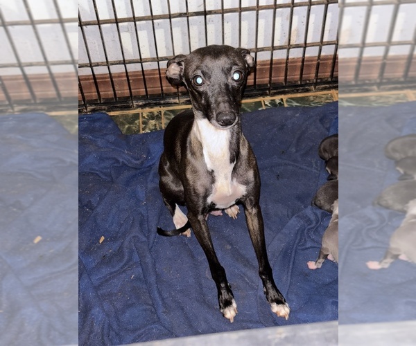 Medium Photo #1 Italian Greyhound Puppy For Sale in STILLWATER, OK, USA