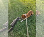 Small #5 Beagle Mix