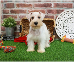 Small #3 Schnauzer (Miniature)