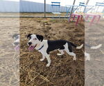Small #2 American Pit Bull Terrier Mix