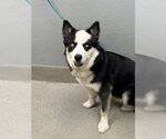 Small Siberian Husky Mix