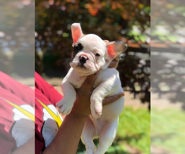 Medium Photo #18 French Bulldog Puppy For Sale in READING, PA, USA