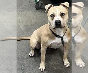 Mutt Dogs for adoption in Forestville, MD, USA