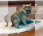 Small Photo #6 Pomsky Puppy For Sale in CARTHAGE, TX, USA