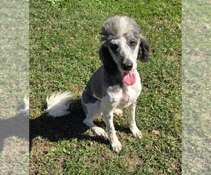 Aussiedoodle Puppy for sale in DOWELLTOWN, TN, USA