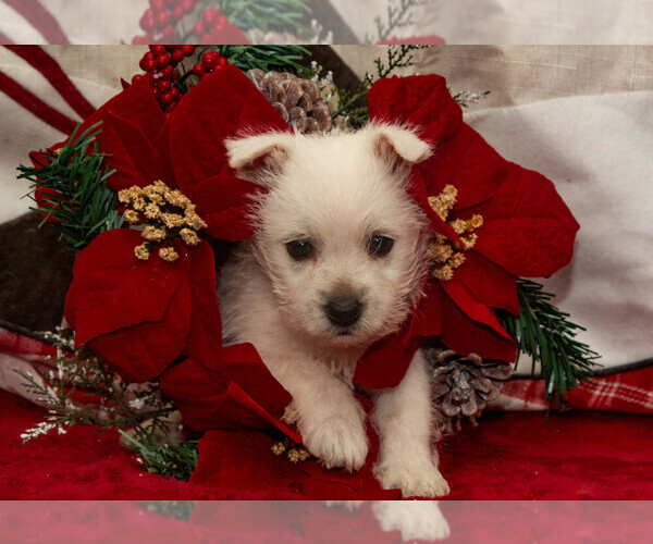 Medium Photo #4 West Highland White Terrier Puppy For Sale in ROMNEY, WV, USA