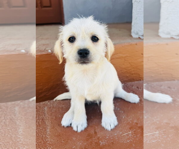 Medium Photo #2 Mutt Puppy For Sale in Marina Del Rey, CA, USA