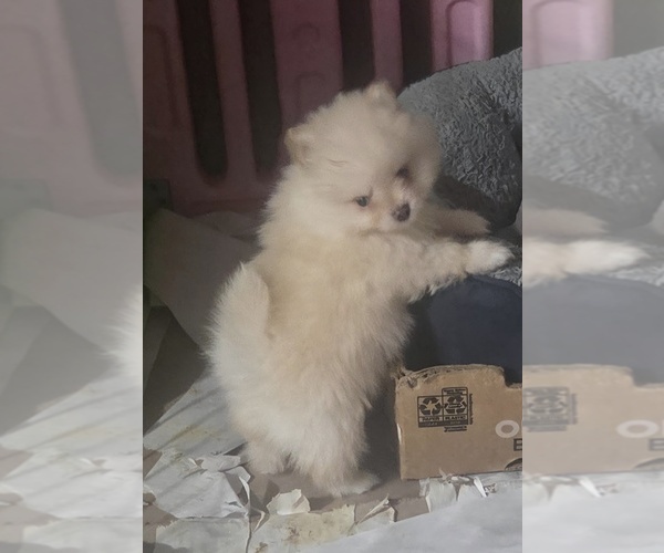 Medium Photo #1 Pomeranian Puppy For Sale in SPOTSYLVANIA, VA, USA