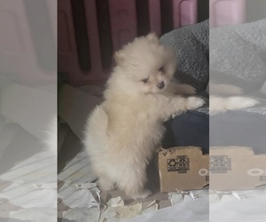 Pomeranian Puppy for sale in SPOTSYLVANIA, VA, USA