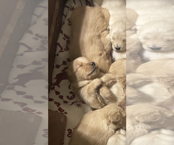 View Ad Golden Retriever Litter of Puppies for Sale near New York