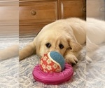 Small Photo #28 English Cream Golden Retriever Puppy For Sale in DAWSONVILLE, GA, USA