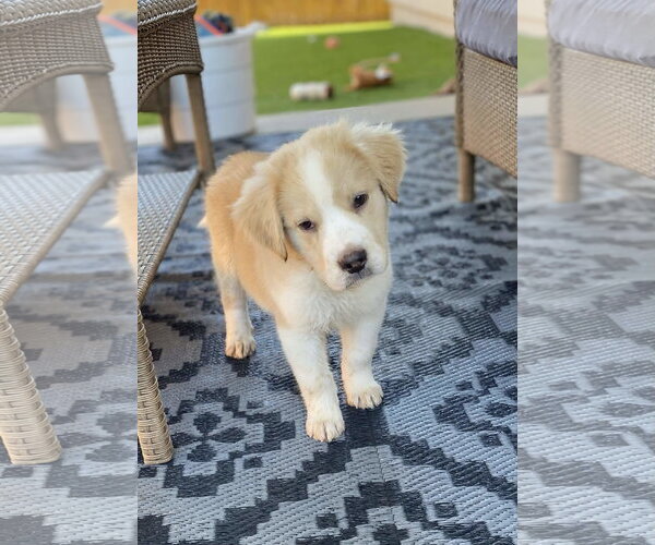 Medium Photo #3 German Shepherd Dog-Unknown Mix Puppy For Sale in Fort Worth, TX, USA