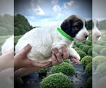 Small Photo #4 English Setterdoodle Puppy For Sale in LIBERTY, KY, USA