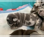 Small Photo #2 French Bulldog Puppy For Sale in GRANADA HILLS, CA, USA
