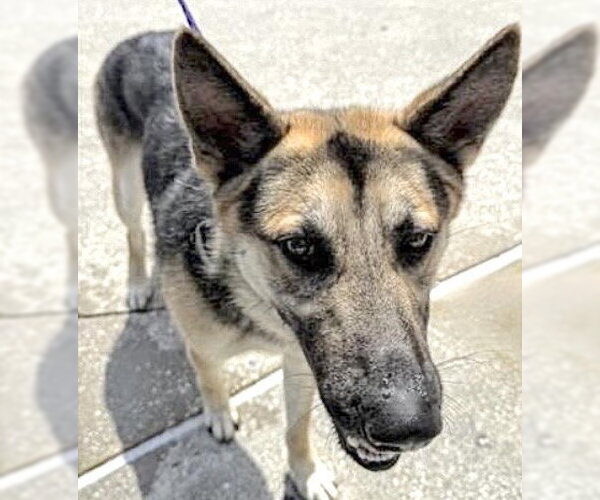 Medium Photo #1 German Shepherd Dog Puppy For Sale in Houston, TX, USA