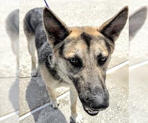 German Shepherd Dog Dogs for adoption in Houston, TX, USA