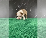 Small Photo #85 Boston Terrier Puppy For Sale in TULARE, CA, USA