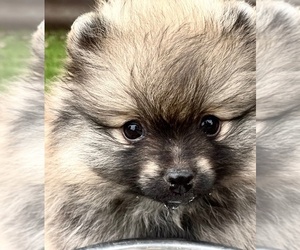 Pomeranian Puppy for sale in LISLE, IL, USA