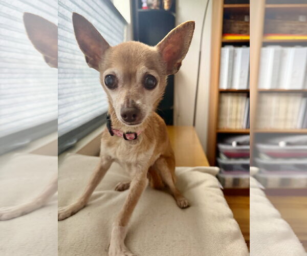 Medium Photo #6 Chihuahua-Unknown Mix Puppy For Sale in San Francisco, CA, USA