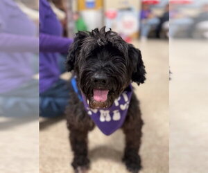 Poodle (Miniature)-Unknown Mix Dogs for adoption in Wheaton, IL, USA