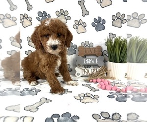 Goldendoodle (Miniature) Puppy for sale in INDIANAPOLIS, IN, USA
