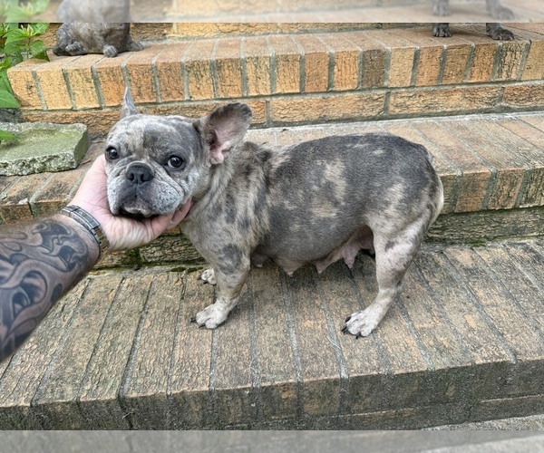 Medium Photo #1 French Bulldog Puppy For Sale in MACON, GA, USA