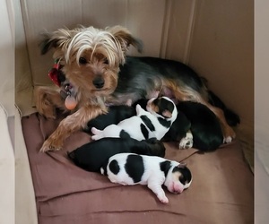 Mother of the Yorkshire Terrier puppies born on 12/28/2023