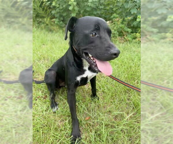 Medium Photo #2 Bulldog-Labrador Retriever Mix Puppy For Sale in Tarrytown, GA, USA