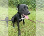 Small #1 Bulldog-Labrador Retriever Mix