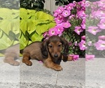 Small #1 Dachshund