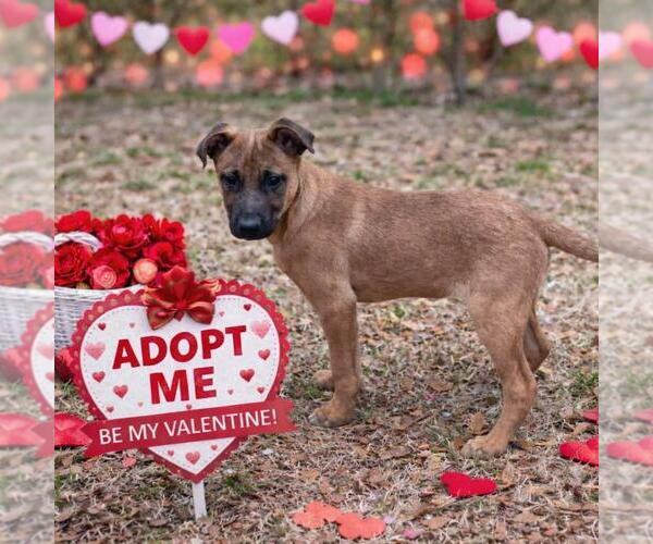 Medium Photo #3 Mutt Puppy For Sale in Yardley, PA, USA