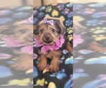 Small Photo #5 Yorkshire Terrier Puppy For Sale in AKRON, OH, USA