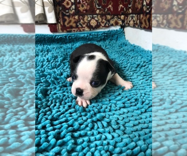 Medium Photo #1 Boston Terrier Puppy For Sale in WILSONVILLE, OR, USA