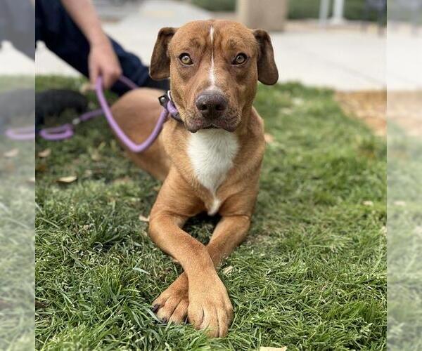 Medium Photo #1 Mutt Puppy For Sale in Modesto, CA, USA