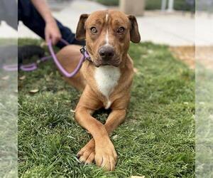 Mutt Dogs for adoption in Modesto, CA, USA