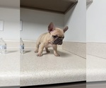Small #7 French Bulldog