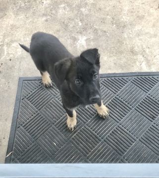 Medium Photo #2 German Shepherd Dog Puppy For Sale in SAVOY, TX, USA