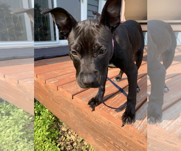 Medium Photo #3 Mutt Puppy For Sale in Buffalo, MN, USA