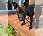 Small #2 Mutt