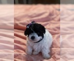 Puppy Puppy 5 Poodle (Toy)