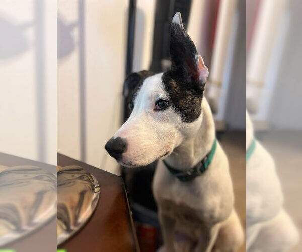 Medium Photo #7 Mutt Puppy For Sale in Royse City, TX, USA