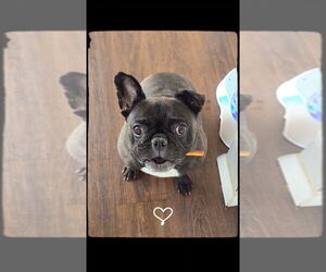 French Bulldog Dogs for adoption in Evansville, IN, USA